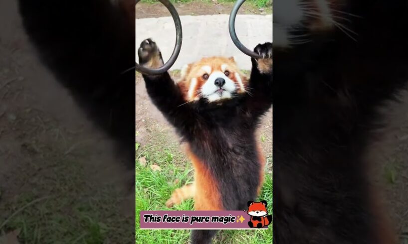 He love playing💖🥰🐾 #redpanda #cute #animalwelfareactivist #animals #funnypet #funny #pet #panda #zoo