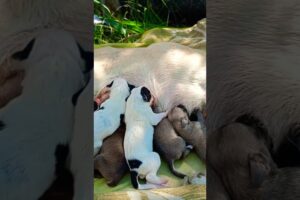 😭 Heartbreaking Rescue! Saved 11 Puppies & Street Mother Dog From Dying in the Jungle 🐶💔 #shorts