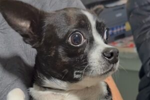 Heartbreaking moment dog realizes family's leaving her at shelter