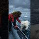Heartwarming Polar Bear Cub Rescue ❄️🐻 | Baby Reunites with Parents ❤️ | Emotional Animal Story
