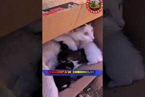 Heartwarming cat rescue videos,,?#cat#rescue#animals#shorts #animals#rescue#viral #video#shortsfeed
