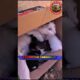 Heartwarming cat rescue videos,,?#cat#rescue#animals#shorts #animals#rescue#viral #video#shortsfeed