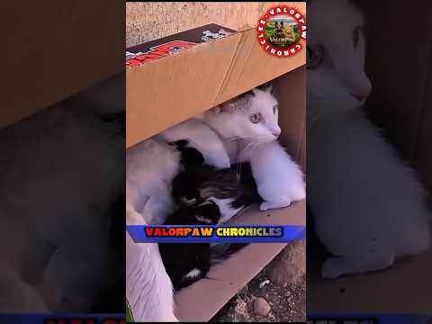 Heartwarming cat rescue videos,,?#cat#rescue#animals#shorts #animals#rescue#viral #video#shortsfeed