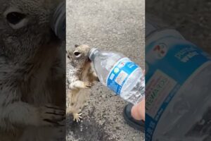 Hikers Help Adorable, Thirsty Squirrel!
