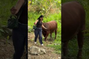 Hilarious Farm Animal Moments