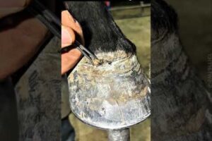 Horse Hoof Restoration (IPL Season Special) #shorts #horse