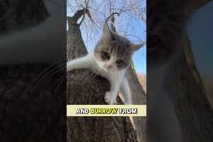 How Do Cats React to Playing in Deep Snow? #animals #cats #wildlife