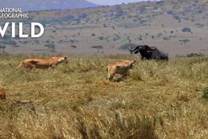 How a Lion Pride Hunts Prey | Cat Attack-tics