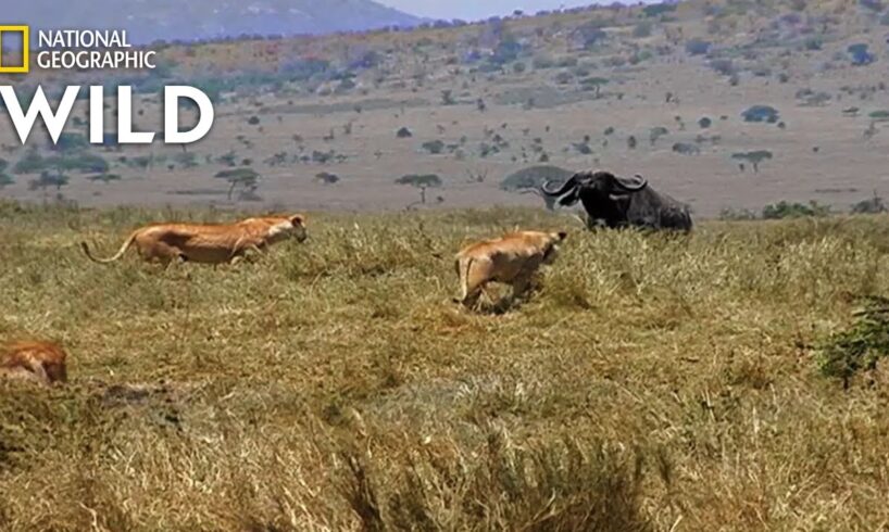 How a Lion Pride Hunts Prey | Cat Attack-tics