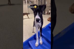 How dogs react to their names being called at dog daycare today! #doglover #dogdaycare #dogshorts