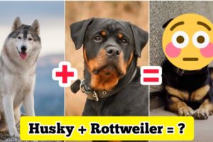 Husky ❤️ Rottweiler Mix✨ Breed😱🐶 | #shorts #dogs #Cutedogs #puppies