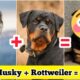 Husky ❤️ Rottweiler Mix✨ Breed😱🐶 | #shorts #dogs #Cutedogs #puppies