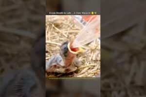 I Found a Dying Baby Bird… What Happened Next Will Melt Your Heart 🐥💔 #animalrescue #animals #shorts