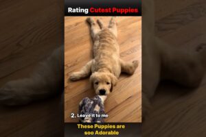 I Rated the Cutest Puppies on the Internet 😍🐶
