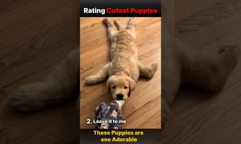 I Rated the Cutest Puppies on the Internet 😍🐶