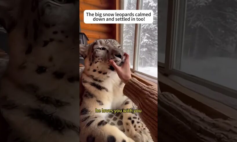 I rescued the trapped snow leopard.#rescue #leopard #animals #love #shorts