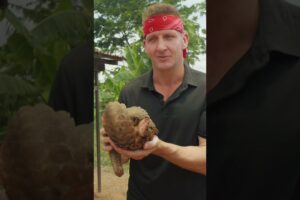 ILLEGAL Bush Meat… PANGOLINS!!