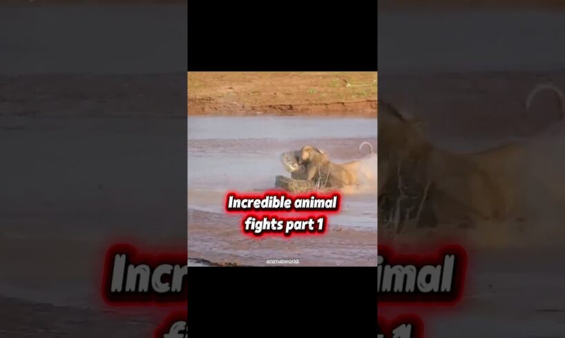 Incredible animal fights 🔥💀 #animales #animals #fighter