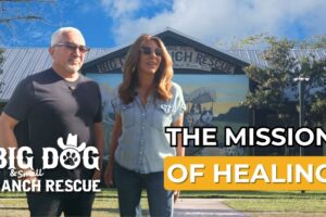 Inside One of the World’s Most Incredible Dog Rescues