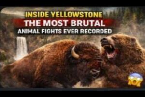 Inside Yellowstone: The Most Brutal Animal Fights Ever Recorded