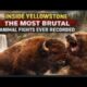 Inside Yellowstone: The Most Brutal Animal Fights Ever Recorded