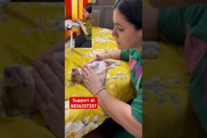 Itna dard #puppy #puppies #dog #dogs #dogmom #doglover #doglovers #shorts