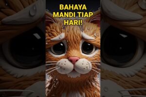 Jangan mandiin kucing tiap hari ini Fakta Terlarangnya #animals #faktaunik #shorts #shortsindonesia