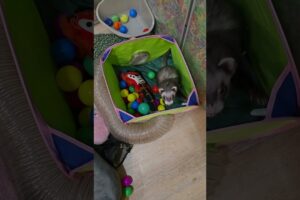 Just Birchy Being Birchy ❤️ #ferret #pets #love #cute #animals #funny #ytshorts #adorable #play #lol