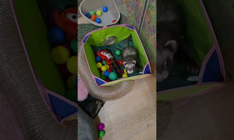 Just Birchy Being Birchy ❤️ #ferret #pets #love #cute #animals #funny #ytshorts #adorable #play #lol