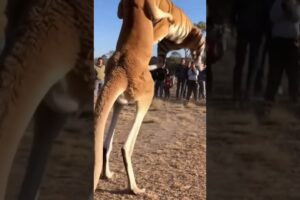 KANGAROO VS TIGER — The Wildest Real Fight Ever Caught on Camera! #animals