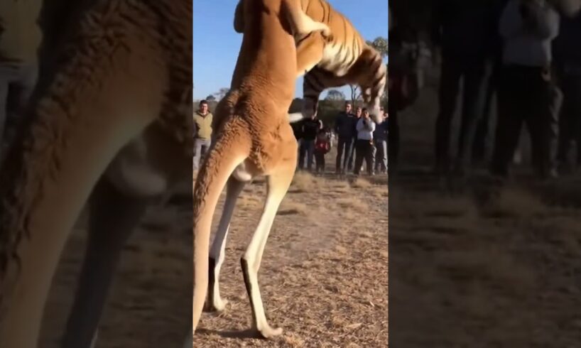KANGAROO VS TIGER — The Wildest Real Fight Ever Caught on Camera! #animals