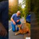 Kind Man Saves Thirsty Baby Deer on Highway | Heartwarming Animal Rescue #shorts #rescue
