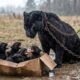 Kind Ranger Rescues an Abandoned Black Panther Family in a Dangerous Rainstorm | Animal Rescue