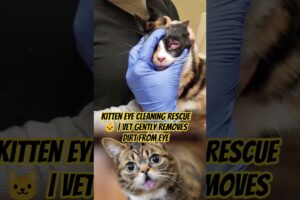Kitten Eye Cleaning Rescue 🐱 | Vet Gently Removes Dirt from Eye #animalrescue #cat