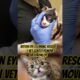 Kitten Eye Cleaning Rescue 🐱 | Vet Gently Removes Dirt from Eye #animalrescue #cat