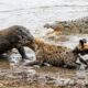 Komodo Dragon vs. EVERYONE! Ultimate Animal Battle Compilation
