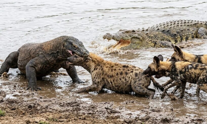 Komodo Dragon vs. EVERYONE! Ultimate Animal Battle Compilation