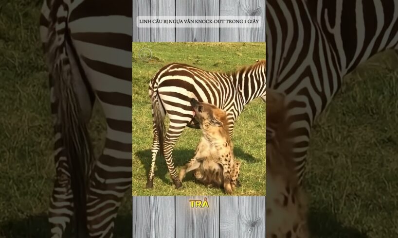 LINH CẨU BỊ NGỰA VẰN KNOCK-OUT TRONG 1 GIÂY