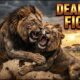 LION BATTLE ZONE ANOTHER PART | Deadlier Animal Kingdom Fights You Didn’t See Wildlife Documentary