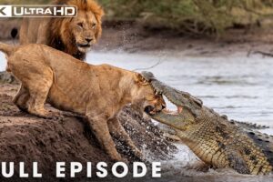 LION BATTLE ZONE | Savageest Fights in the Animal Kingdom (Full Episode) | Nature Animal Documentary