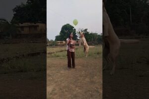 Lakdi ki Kathi 👿🐕🫢#shorts #trending #part 34 #labrador playing with balloon