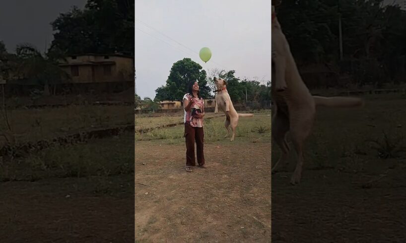 Lakdi ki Kathi 👿🐕🫢#shorts #trending #part 34 #labrador playing with balloon