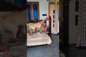 Lakdi ki Kathi🫣🐕🎈#golden retriever #playing #balloon
