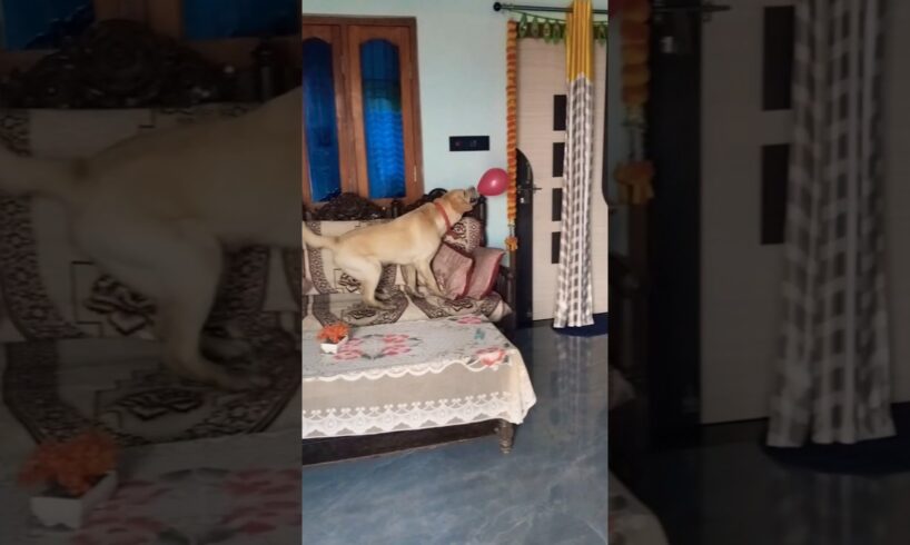 Lakdi ki Kathi🫣🐕🎈#golden retriever #playing #balloon