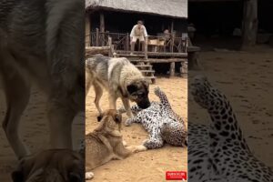 Leopard Playing With Dog… This Is UNREAL! 🐆🐶😱 #animals #explore #trending #dog #leopard