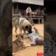 Leopard Playing With Dog… This Is UNREAL! 🐆🐶😱 #animals #explore #trending #dog #leopard