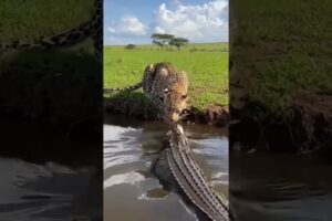 Leopard vs Crocodile 🐆🐊 Who Will Win This Fight? 😳 #shorts