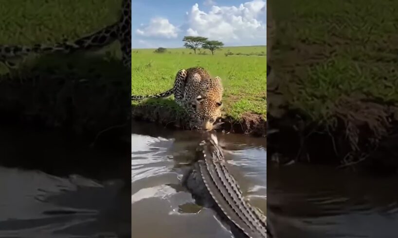 Leopard vs Crocodile 🐆🐊 Who Will Win This Fight? 😳 #shorts