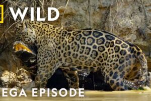 Lethal Animal Battles Captured on Camera | MEGA Episode | Nat Geo Animals