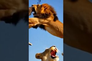 Lion Dad's Worst Nightmare: Eagle Attacks Cub #animals #nature #shorts